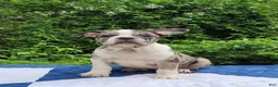 Frenchton dogs for sale: Dr. Pepper - Ad 1