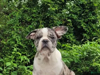 Frenchton dogs for sale: Dr. Pepper - Ad 1