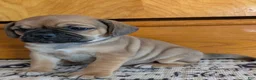 Puggle dogs for sale: Kati - Ad 11