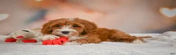 Cavapoo dogs for sale: Carter - Ad 6