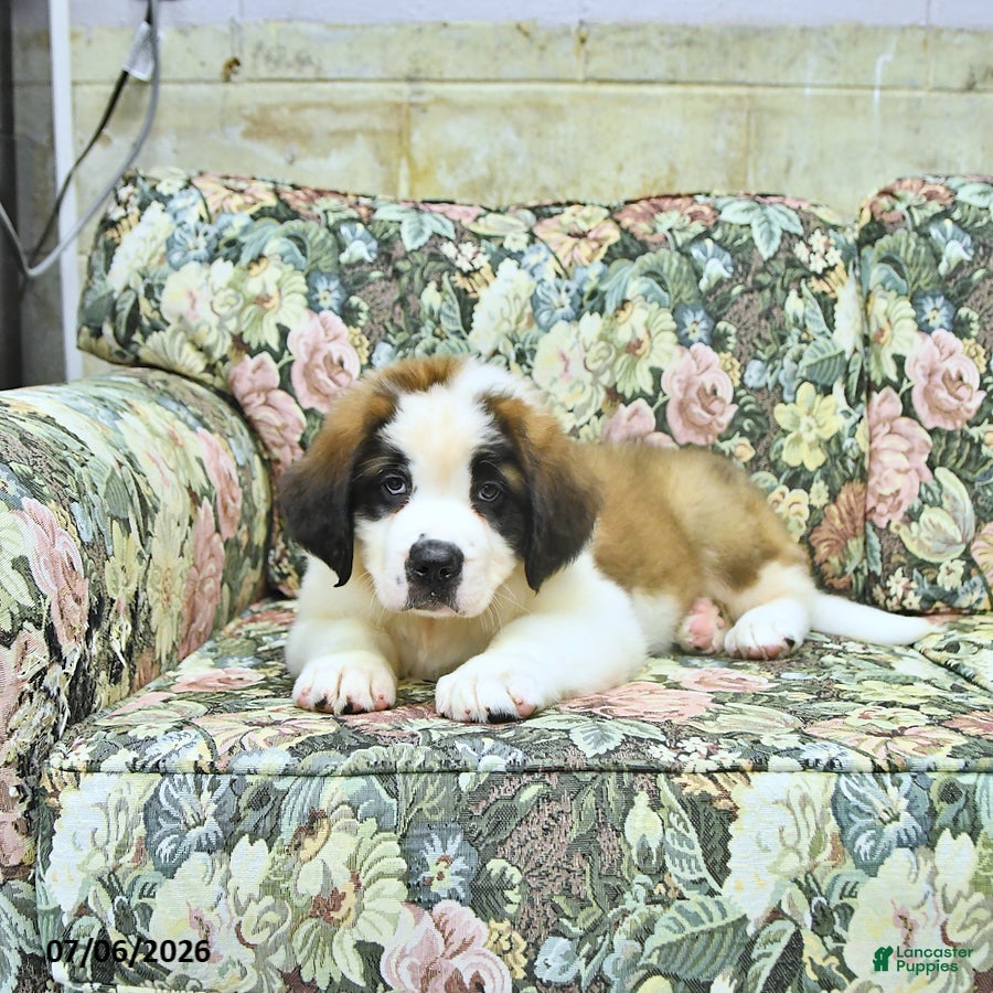 Saint Bernard dogs Bernie - Ad 2