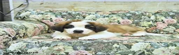 Saint Bernard dogs for sale: Bernie - Ad 2