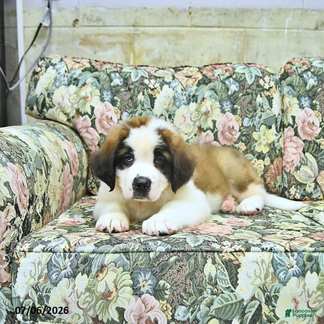 Saint Bernard dogs for sale: Bernie - Ad 2