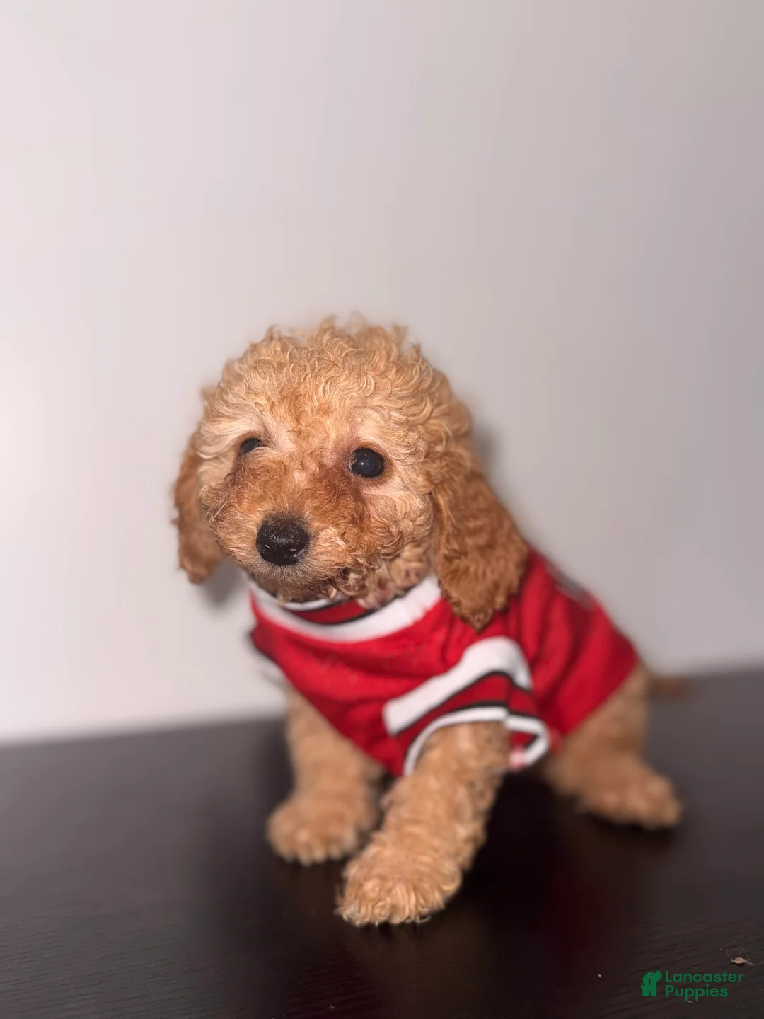 Toy Poodle dogs for sale: Dillion  - Ad 3