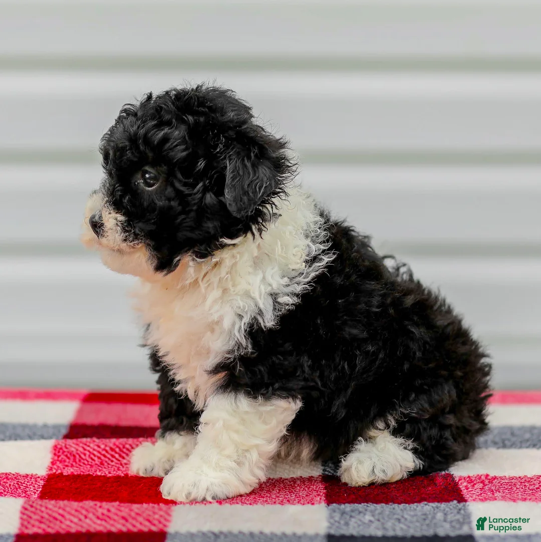 Mini Aussiedoodle dogs for sale: Cindy - Ad 2