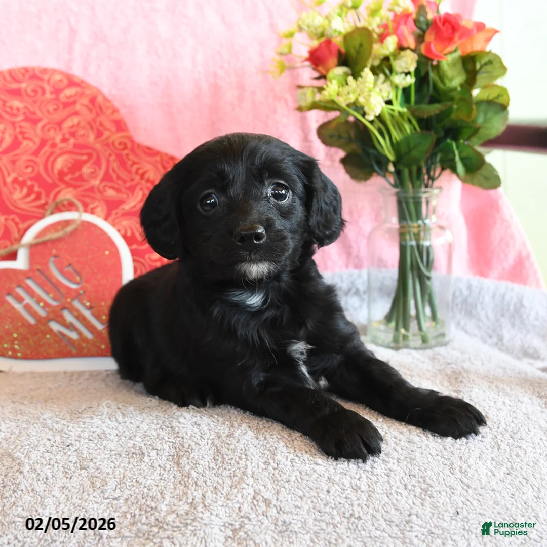 Mixed Breed dogs for sale: Cupcake - Ad 2