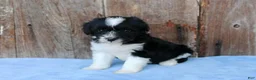 Australian Shepherd dogs for sale: Andi - Ad 3