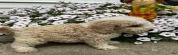 Miniature Poodle dogs for sale: Don - Ad 3