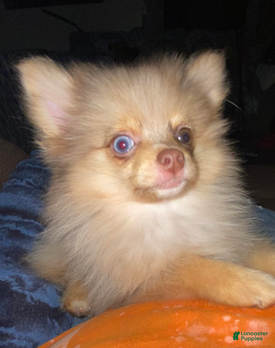 Pomeranian dogs for sale: Nadia - Ad 7