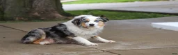 Miniature Australian Shepherd dogs for sale: Bonnie - Ad 13