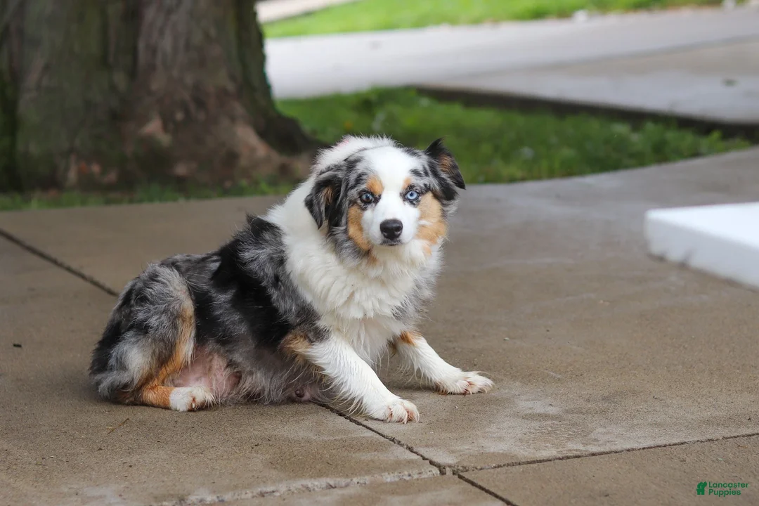 Miniature Australian Shepherd dogs for sale: Bonnie - Ad 13