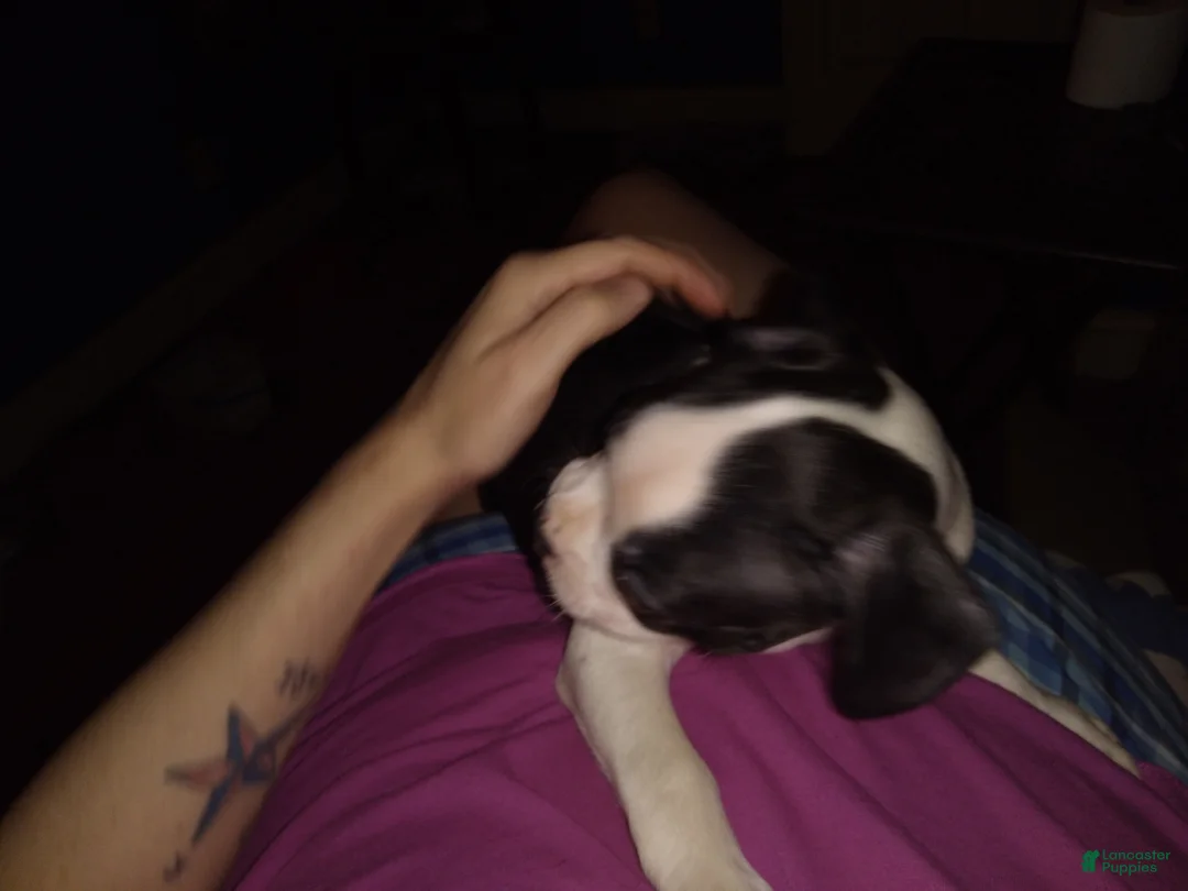 Boston Terrier dogs for sale: Houdini aka Harry Boston Terrier 3 - Ad 2