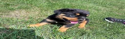 Rottweiler dogs for sale: Rottweiler 1 - Ad 6
