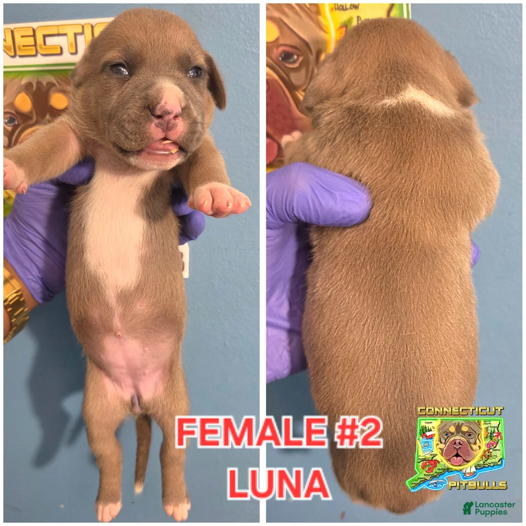 American Bully dogs for sale: LUNA - Ad 1