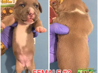 American Bully dogs LUNA - Ad 9