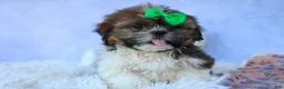 Shih Tzu dogs for sale: RUSTY - Ad 16