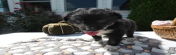 Mixed Breed dogs for sale: Mixed Breed 3 Scout - Ad 5