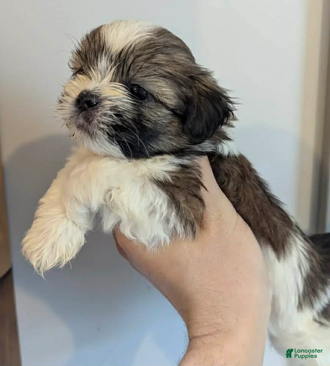 Shih Tzu dogs for sale: Summer - Ad 1
