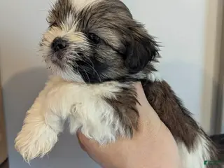 Shih Tzu dogs Summer - Ad 21