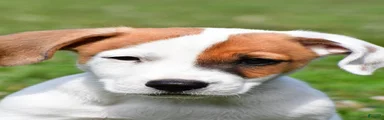 Buster
