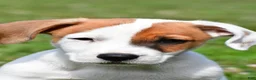 Jack Russell Terrier dogs for sale: Buster - Ad 1
