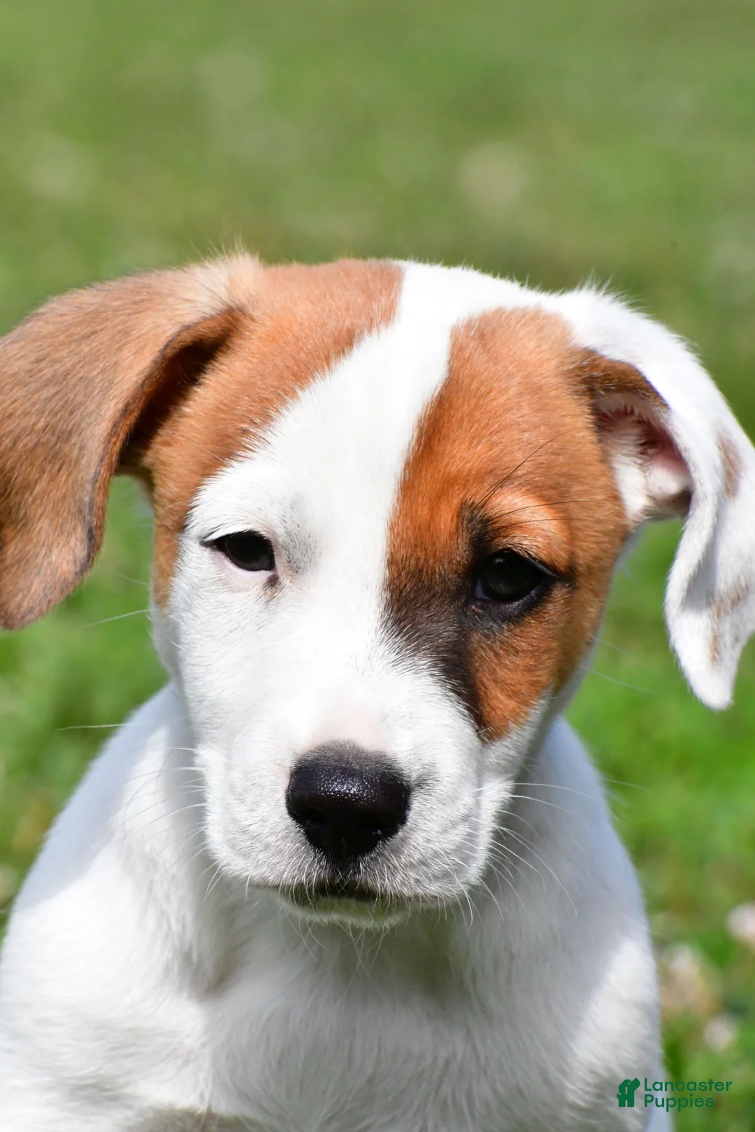 Jack Russell Terrier dogs for sale: Buster - Ad 1