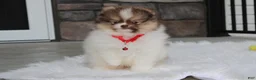 Pomeranian dogs for sale: Bentley AKC - Ad 19