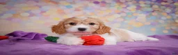 Cavapoo dogs for sale: Ruby - Ad 6