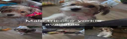Yorkshire Terrier dogs for sale: Yorkshire Terrier 1 - Ad 1
