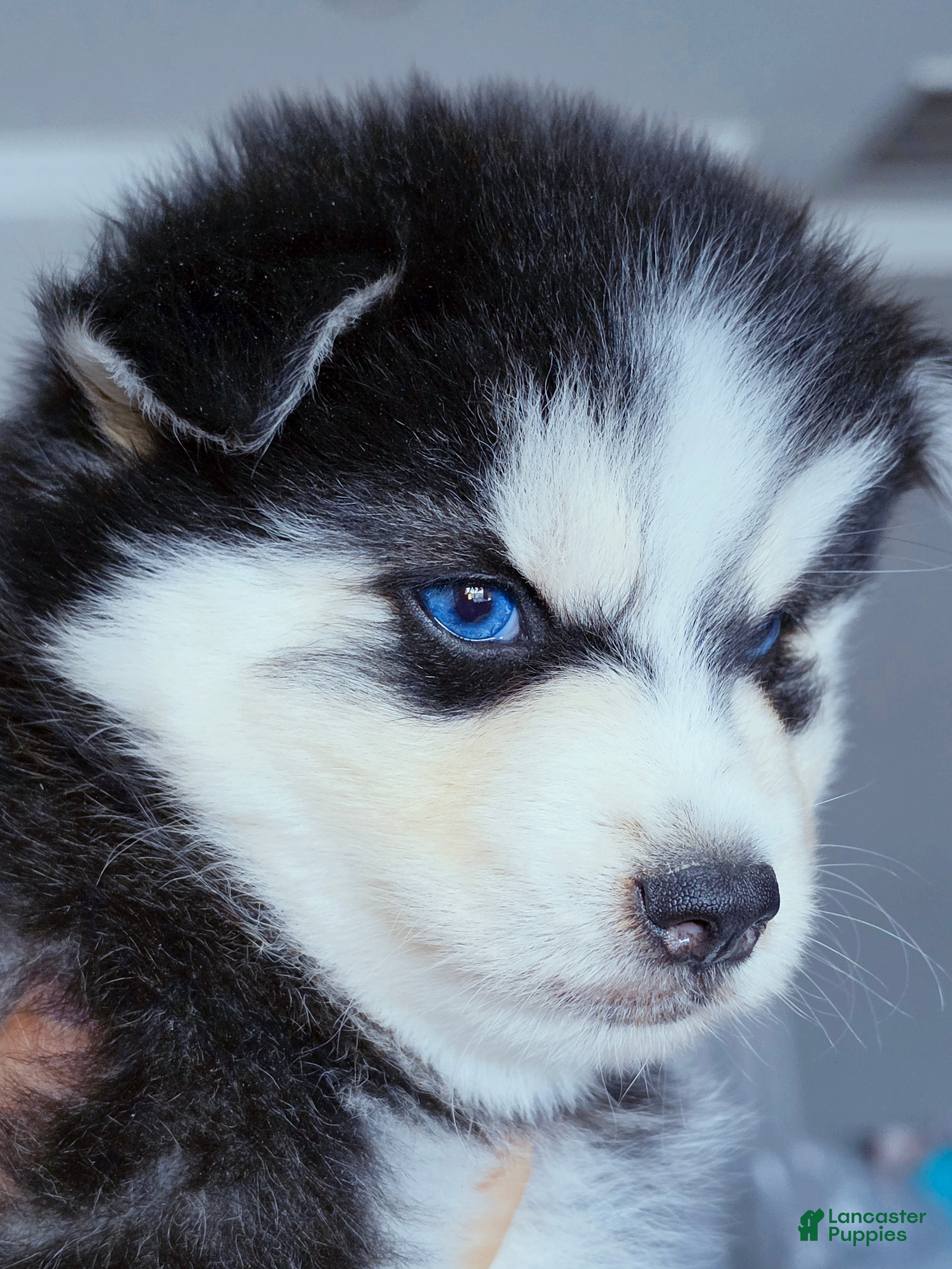 Pomsky dogs Ranger - Ad 8