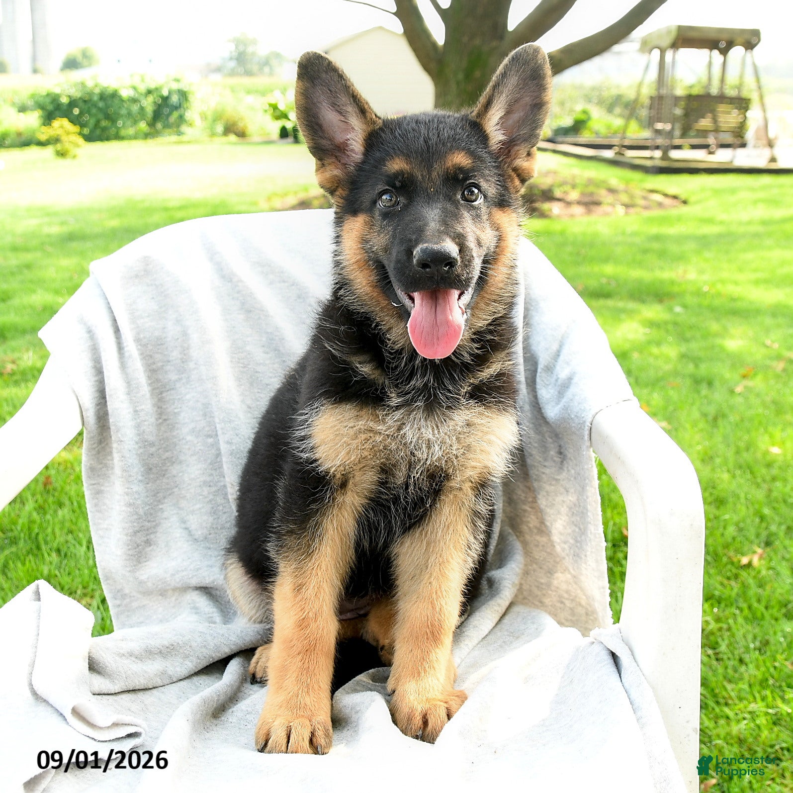 German Shepherd dogs Dakota - Ad 1