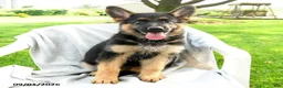 German Shepherd dogs for sale: Dakota - Ad 1