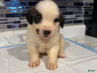 Saint Bernard dogs Puppy 13 - Ad 24