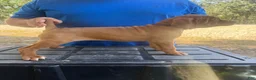 Vizsla dogs for sale: Purple  - Ad 2