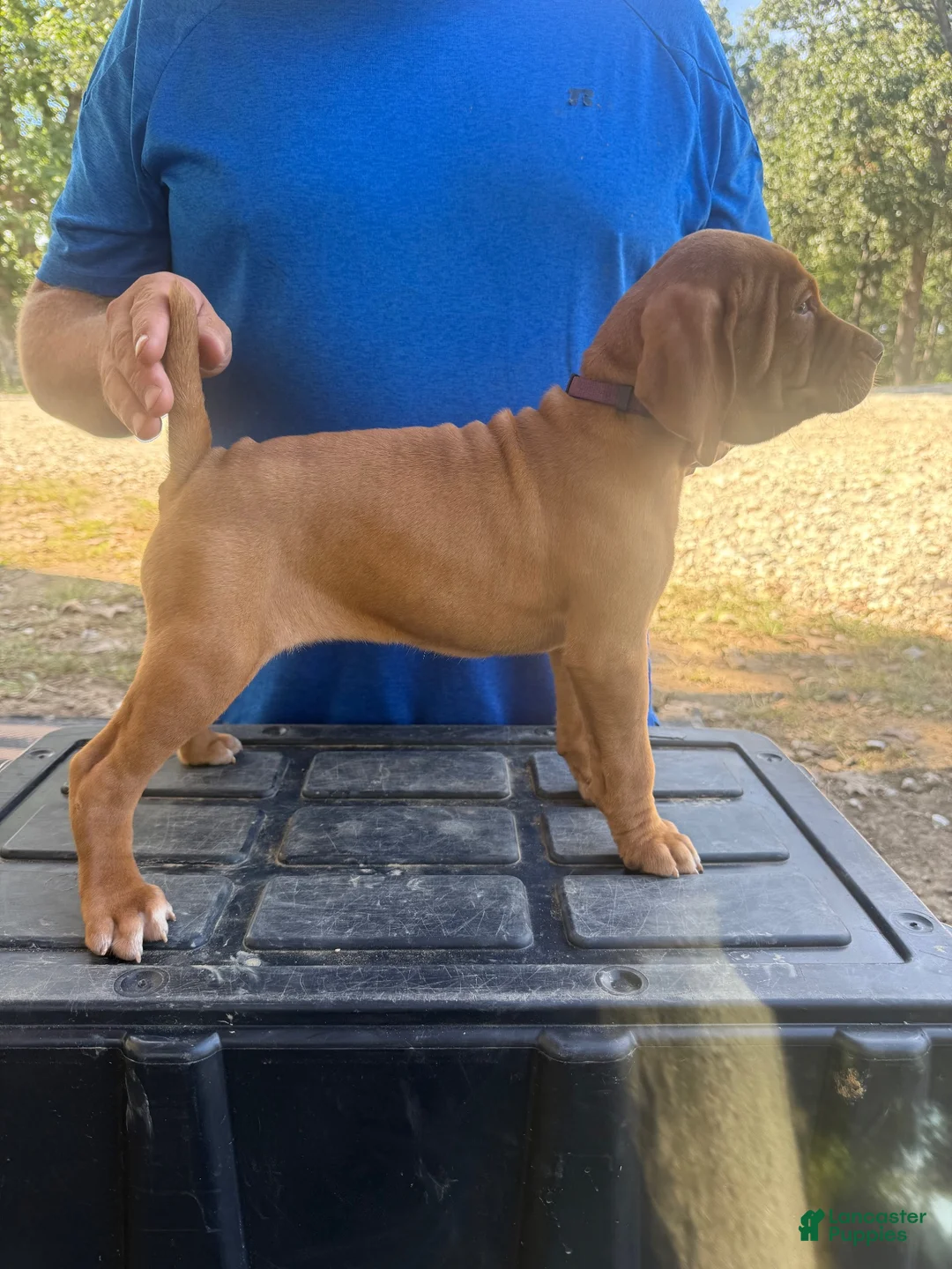 Vizsla dogs for sale: Purple  - Ad 2