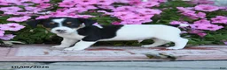 Jack Russell Terrier dogs for sale: Laurie - Ad 2