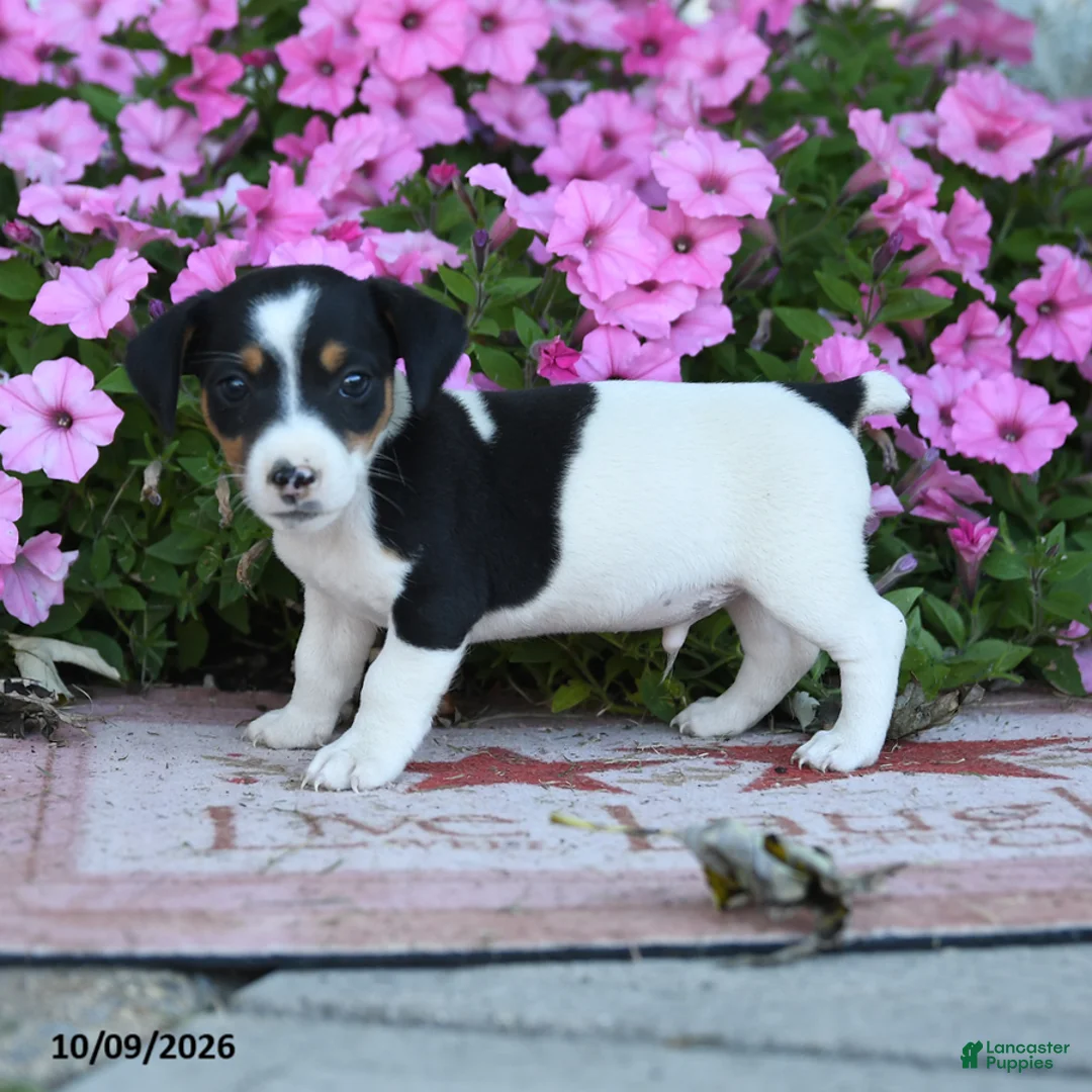 Jack Russell Terrier dogs for sale: Laurie - Ad 2