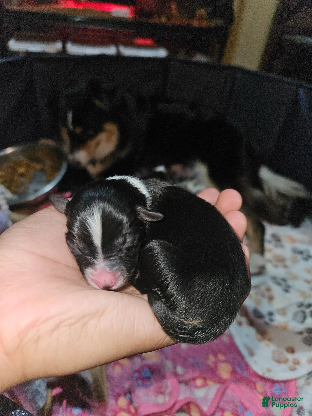 Miniature Australian Shepherd dogs for sale: Jasmine  - Ad 1