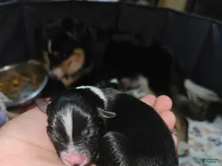 Miniature Australian Shepherd dogs Jasmine - Ad 28