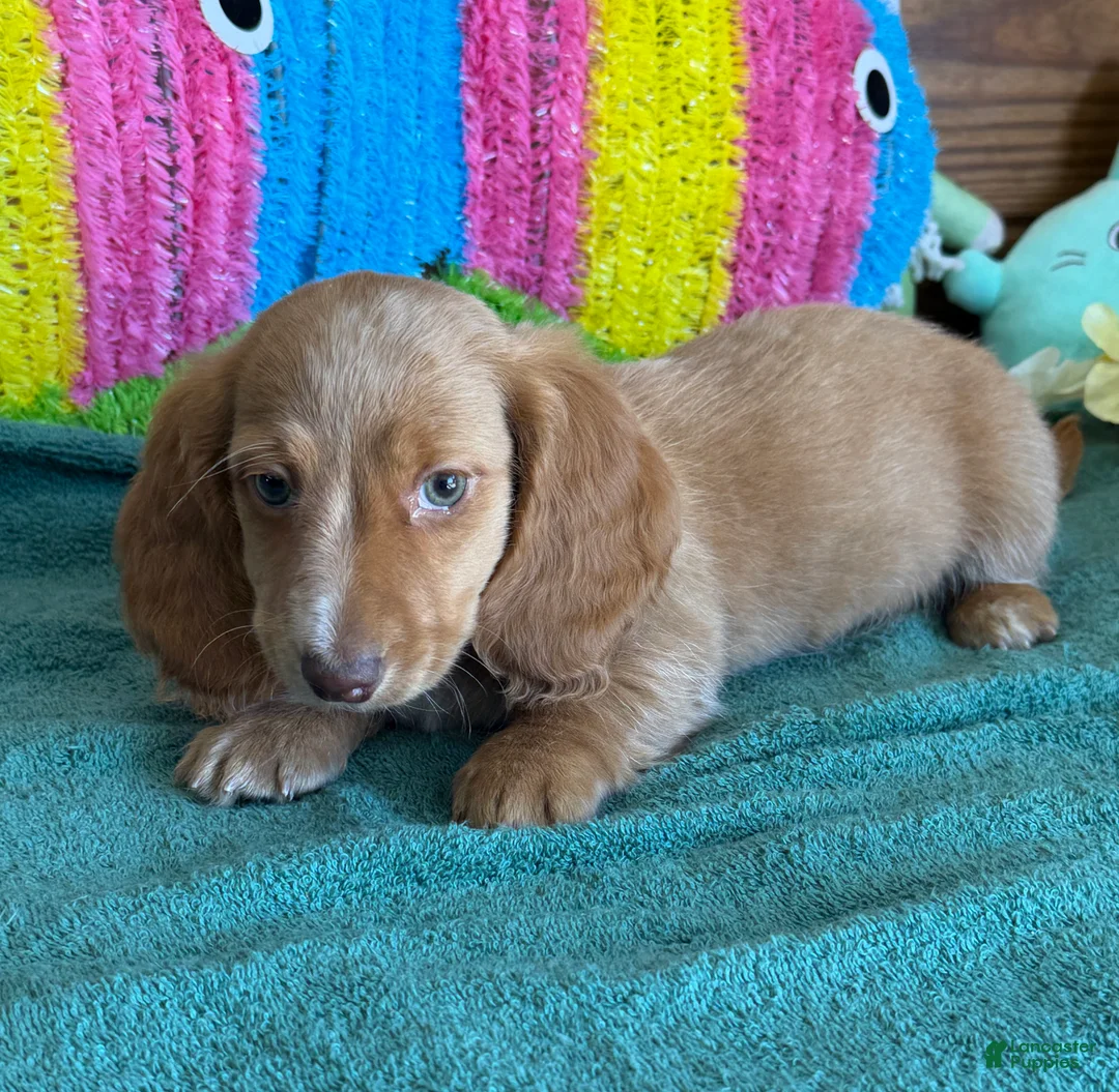 Miniature Dachshund dogs for sale: Bentley - Ad 3
