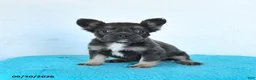 French Bulldog dogs for sale: Daisy - Ad 4