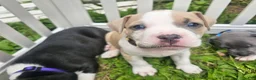 American Pit Bull Terrier dogs for sale: Zelda  - Ad 3