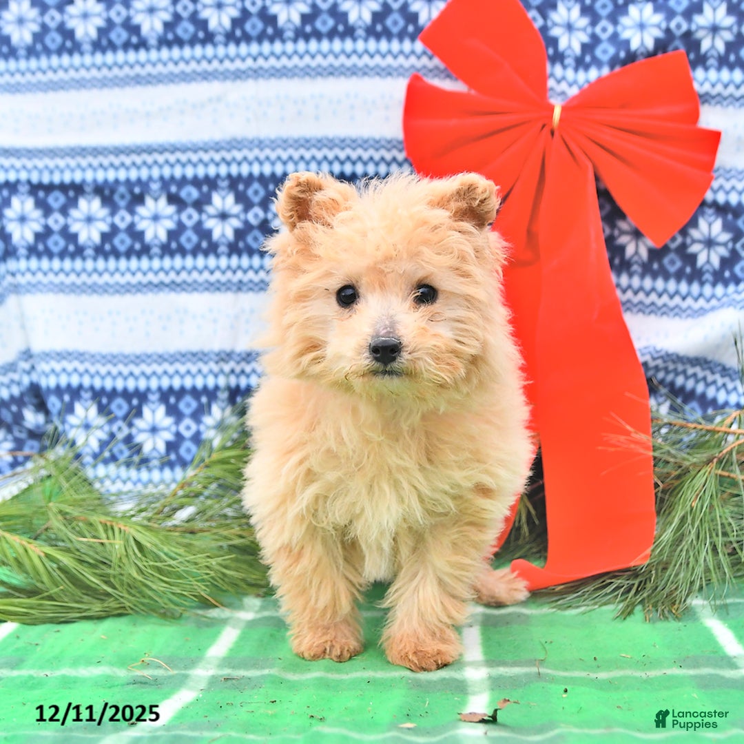 Pomapoo dogs for sale: Lil Taffy - Ad 5