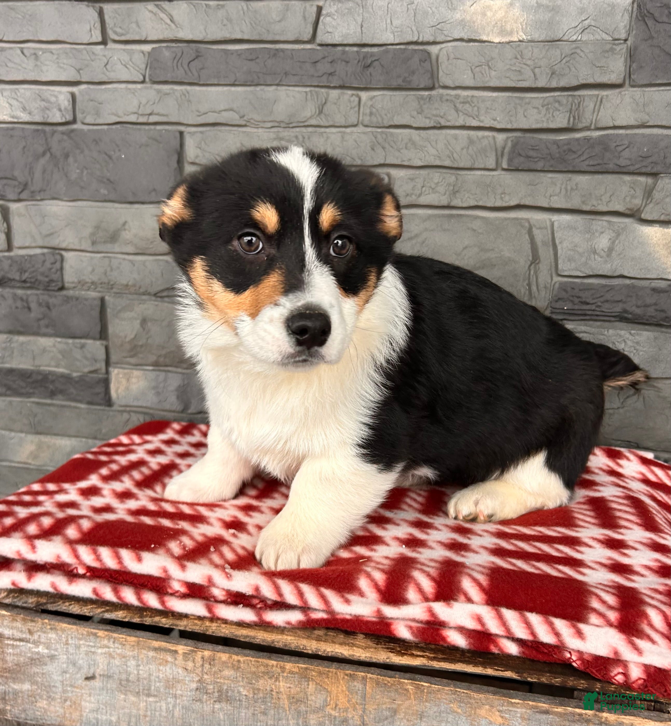 Welsh Corgi Pembroke dogs Casper - Ad 15