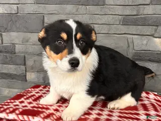 Welsh Corgi Pembroke dogs Casper - Ad 15