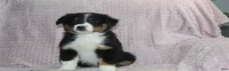 Australian Shepherd dogs for sale: Peyton  - Ad 3