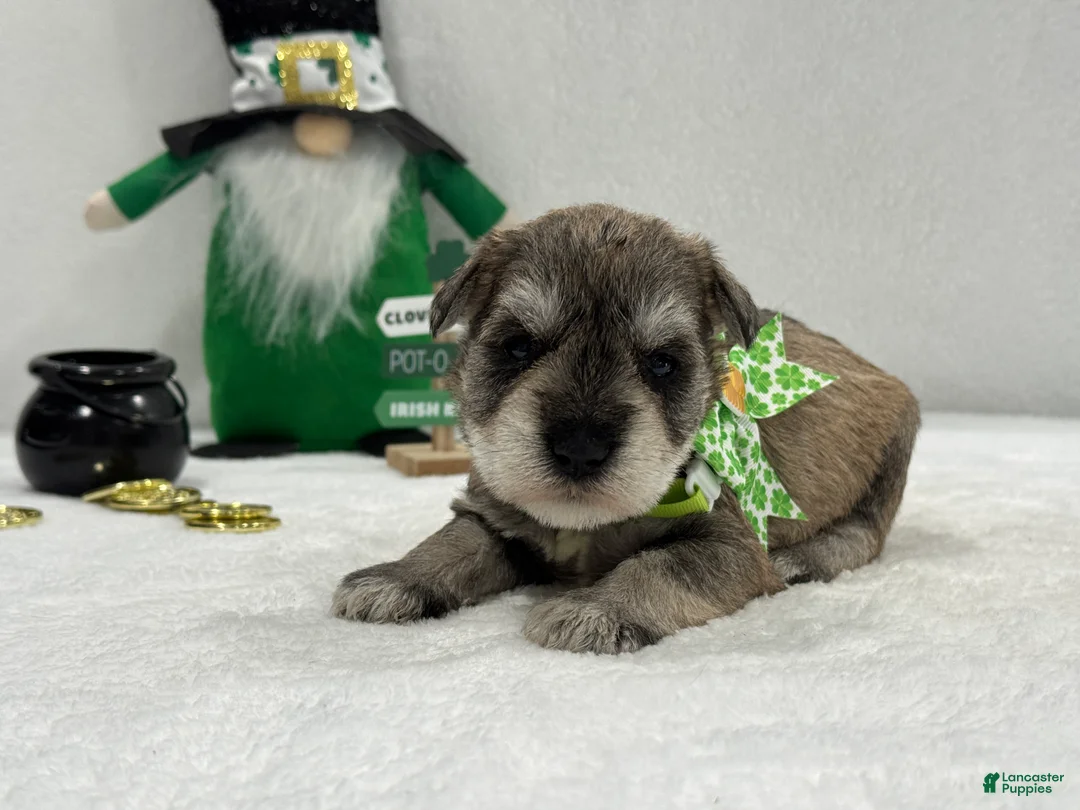 Miniature Schnauzer dogs for sale: Paisley Male 5 - Ad 2