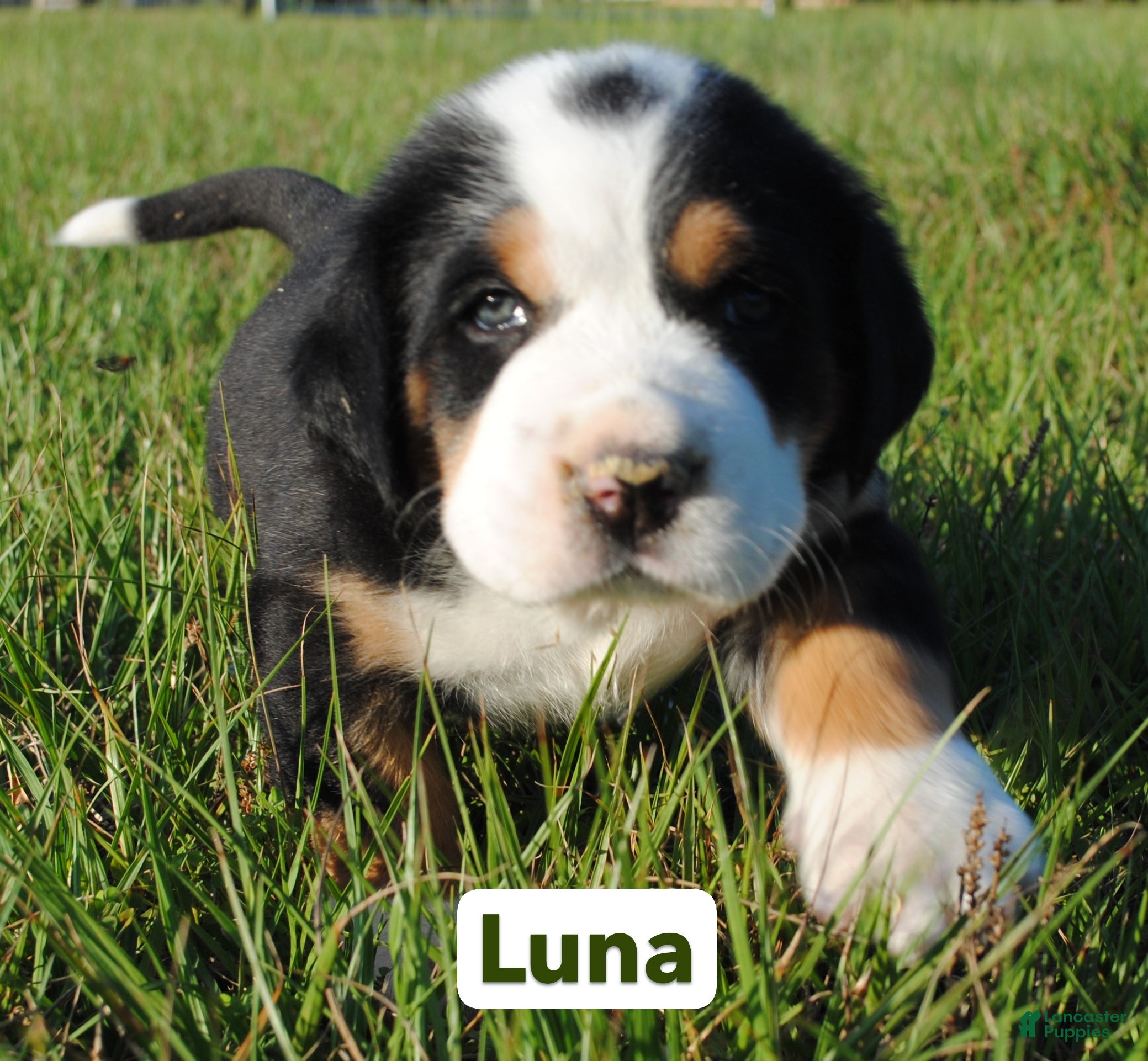 Greater Swiss Mountain Dog dogs Greater Swiss Mountain Dog Puppy Luna - Ad 1