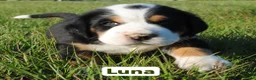 Greater Swiss Mountain Dog dogs for sale: Greater Swiss Mountain Dog Puppy Luna - Ad 1