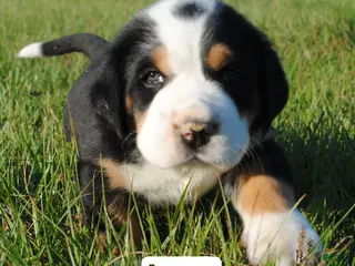 Greater Swiss Mountain Dog dogs for sale: Greater Swiss Mountain Dog Puppy Luna - Ad 3